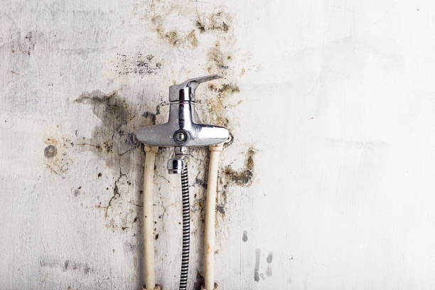 Best Black Mold Remediation in Lake Carmel, NY